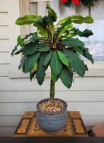 Euphorbia leuconeura  bedektzadigen Madagascar Jewel, Vaste plant, Bloeit niet, Halfschaduw, Ophalen