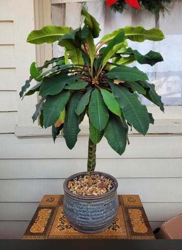Euphorbia leuconeura  bedektzadigen Madagascar Jewel beschikbaar voor biedingen