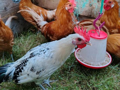 Friese hoen hanen Raszuiver, Dieren en Toebehoren, Pluimvee, Kip, Mannelijk