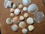 Diverse schelpen voor de liefhebber, Ophalen of Verzenden, Zo goed als nieuw