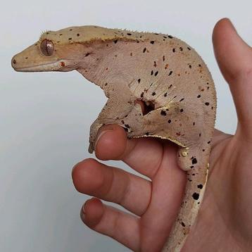 Bewezen confetti dal wimpergekko/crested gecko kweekman beschikbaar voor biedingen