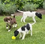 Prachtige BORDER COLLIE x HEIDEWACHTEL pups, Nederland, CDV (hondenziekte), 8 tot 15 weken, Meerdere