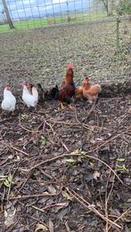 Grote haan, Dieren en Toebehoren, Pluimvee, Mannelijk, Kip