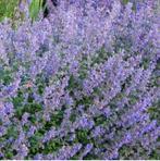 Kattekruid ‘Nepeta’ “faassenii” vaste plant €1,50, Tuin en Terras, Planten | Tuinplanten, Ophalen, Zomer, Overige soorten, Volle zon