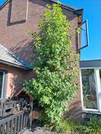 Amberboom, Tuin en Terras, Planten | Bomen, Ophalen of Verzenden, Overige soorten