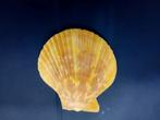 Gele schelp 60mm, Ophalen of Verzenden, Overige typen
