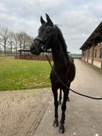 Fijne 3 jarige merrie, Merrie, Gechipt, Dressuurpaard, 3 tot 6 jaar