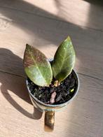 Hoya Sunrise Baby Plant #2, Ophalen, Overige soorten, Halfschaduw, In pot