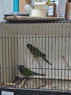 Pyrrhura emma, Dieren en Toebehoren, Vogels | Parkieten en Papegaaien, Meerdere dieren, Parkiet, Geringd