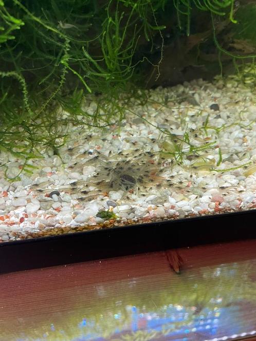 Mini-Japonica Garnalen, Dieren en Toebehoren, Vissen | Aquariumvissen, Zoetwatervis, Kreeft, Krab of Garnaal
