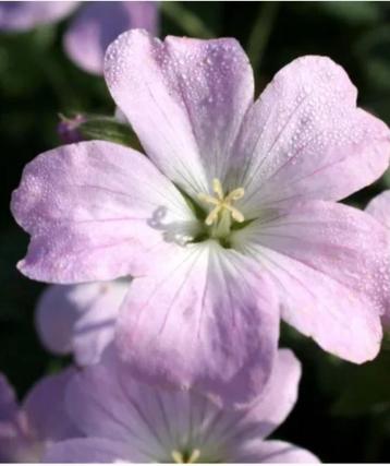 Geranium  'Dreamland' beschikbaar voor biedingen