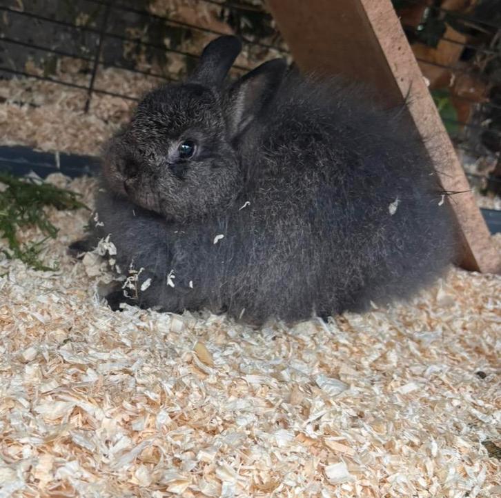 GEZOCHT vriendje voor onze voedster, Dieren en Toebehoren, Konijnen, Dwerg, Vrouwelijk