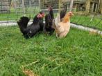 Te koop 5 serama hennetjes met 3 hanen of zonder haan, Dieren en Toebehoren, Pluimvee, Meerdere dieren, Kip