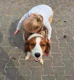 In blije verwachting!! Kooiker  x Kooiker/Labrador, Dieren en Toebehoren, 6 jaar of ouder, Rabiës (hondsdolheid), Overige rassen