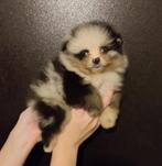 Pomeranian puppy bear Face, Rabiës (hondsdolheid), Meerdere, Poolhond, 8 tot 15 weken