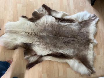 Mooie Sami Finse Rendierhuid beschikbaar voor biedingen