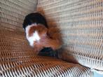 Cavia beertje, Dieren en Toebehoren, Cavia, Juni, Mannelijk, Tam