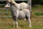 Te koop: merrieveulen Welsh A, Dieren en Toebehoren, Pony's, Merrie, Niet van toepassing, 0 tot 2 jaar, B pony (1.17m tot 1.27m)