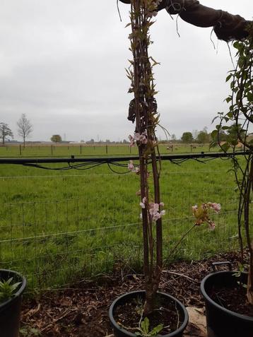 Prunus serrulata amanogawa (sierkers) in pot  beschikbaar voor biedingen
