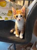 Te koop kittens kruising Britse korthaar X Noorse Boskat, Dieren en Toebehoren, Katten en Kittens | Raskatten | Korthaar, Meerdere dieren