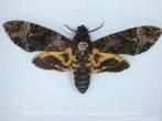 vlinder Acherontia Atropos (doodshoofdvlinder), Verzamelen, Dierenverzamelingen, Ophalen of Verzenden, Nieuw, Overige soorten