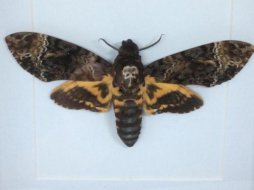 vlinder Acherontia Atropos (doodshoofdvlinder), Verzamelen, Dierenverzamelingen, Nieuw, Opgezet dier, Overige soorten, Ophalen of Verzenden
