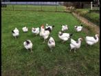 Kippen en kuikens van 10 rassen oa. Sussex,Amrock,Barnevelde, Kip, Meerdere dieren
