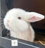Superlief en nieuwsgierig Minilop konijntje uit nest van 7!, Mannelijk, Dwerg, Hangoor