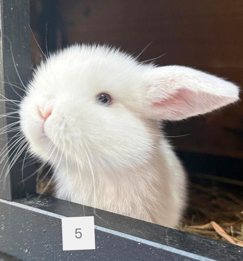 Superlief en nieuwsgierig Minilop konijntje uit nest van 7!, Dieren en Toebehoren, Konijnen, Dwerg, Mannelijk, Hangoor