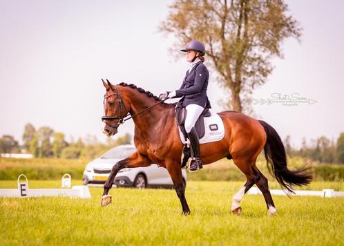 Allround schoolmaster te koop, Dieren en Toebehoren, Paarden, Ruin, Z, 160 tot 165 cm, 11 jaar of ouder, Dressuurpaard, Met stamboom