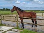 Knappe 7 jarige ruin, Dieren en Toebehoren, Paarden, Ruin, Dressuurpaard