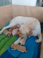 Labrador pups, nog 1 reutje beschikbaar, 8 tot 15 weken, Labrador retriever, Parvo, Meerdere