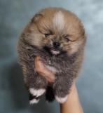 Prachtige Toy Pomeranian - pomeriaan puppys, Particulier, 8 tot 15 weken, Buitenland, Meerdere