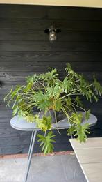Groene kamerplant Philodendron Xanadu, Ophalen, Overige soorten, Halfschaduw, Minder dan 100 cm