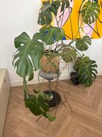 Kamerplant Swiss Cheese met pot te koop, Ophalen, Overige soorten, Minder dan 100 cm