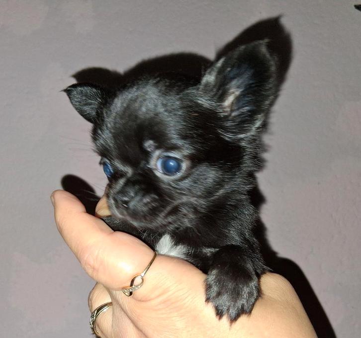 TK mooi langhaar chihuahua pup reutje, Dieren en Toebehoren, Honden | Chihuahua's en Gezelschapshonden, Reu, Chihuahua, Fokker | Hobbymatig