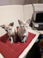 Siamese kittens, Dieren en Toebehoren, Katten en Kittens | Raskatten | Korthaar, Kater, Ontwormd, 0 tot 2 jaar