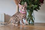 Bengaal kittens met stamboom, Dieren en Toebehoren, Katten en Kittens | Raskatten | Korthaar, Meerdere dieren, Gechipt
