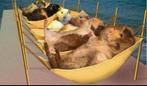 Kleinschalige cavia opvang en herplaatsing, Ophalen, Nieuw