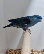 D Turquoise man 2023 catharina parkiet, Dieren en Toebehoren, Mannelijk, Parkiet