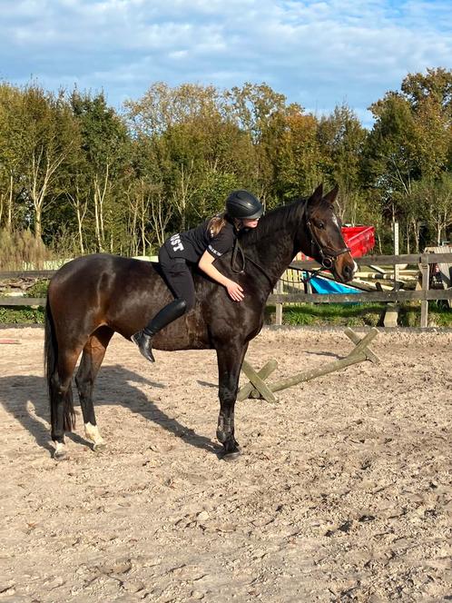 Verzorgpaard/ en bijrijdpaard gezocht!, Dieren en Toebehoren, Paarden en Pony's | Verzorgingsproducten, Ophalen of Verzenden
