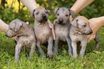 Xoloitzcuintle (Mexicaanse Naakthond), Dieren en Toebehoren, Particulier, Rabiës (hondsdolheid), Overige rassen, 8 tot 15 weken
