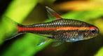 Hobbyaquarium Hemmigrammus Erythrozonus / vuurneon, Vis, Zoetwatervis, Schoolvis