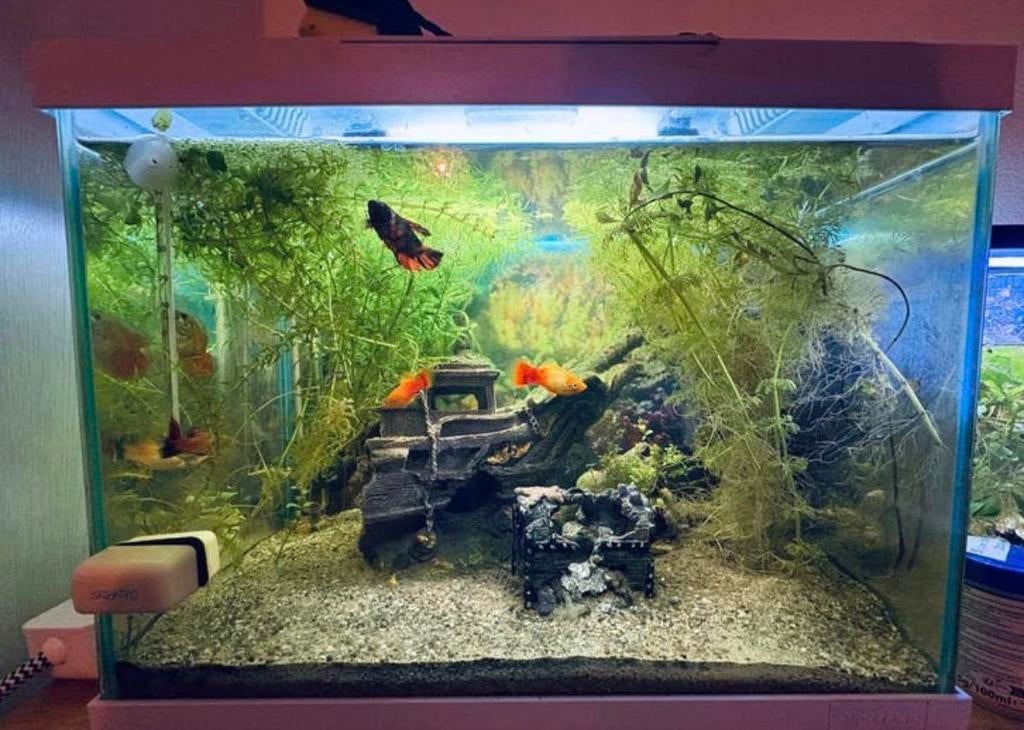 COMPLEET AQUARIUM, Dieren en Toebehoren, Vissen | Aquaria en Toebehoren, Ophalen, Zo goed als nieuw, Gevuld zoetwateraquarium