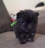 Mooie pomeriaan pups te koop, Dieren en Toebehoren, Overige rassen, 8 tot 15 weken, Meerdere, Meerdere dieren