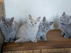 Brits korthaar kittens (blauw/grijs), Dieren en Toebehoren, Meerdere dieren, Gechipt, 0 tot 2 jaar