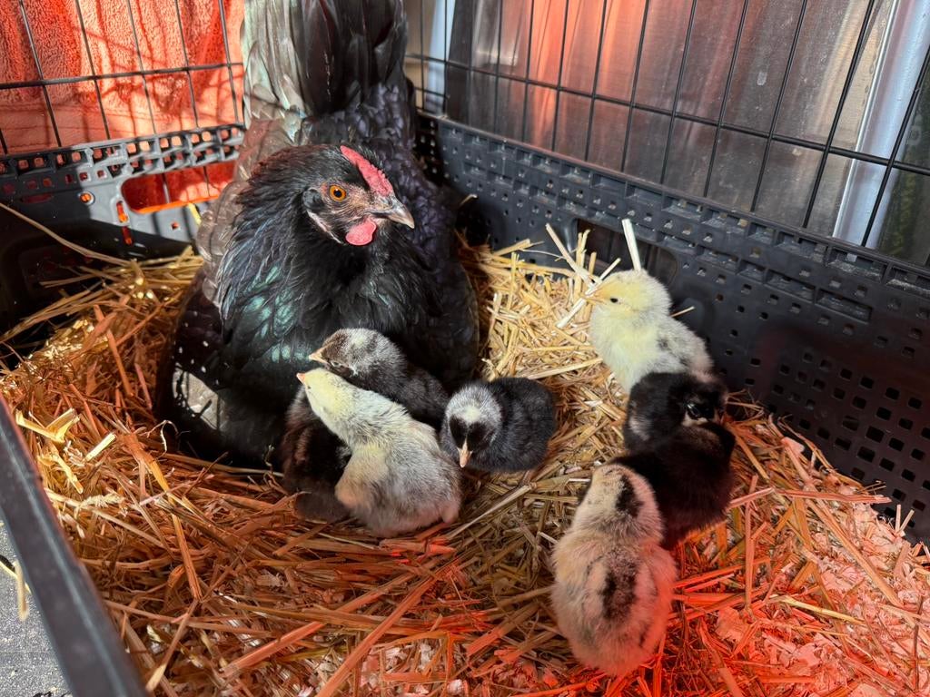 Wyandotte kuikens, Dieren en Toebehoren, Pluimvee, Geslacht onbekend, Kip