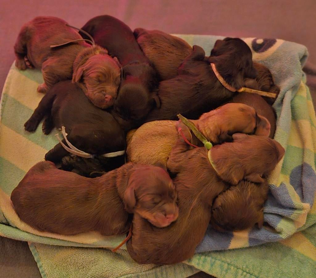 9 prachtige labradoodle /goldendoodle pups geboren, 8 tot 15 weken, Geslacht onbekend, Parvo, Meerdere