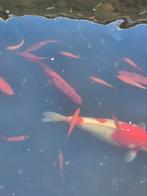 Jonge goud / zilverwinders