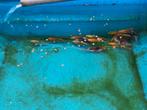 Koi mix 15-18 cm 11 euro pst desgewenst bezorgd aan huis, Karper of Koi